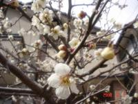 岩原家の梅の花★