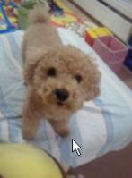 愛犬