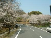 山陽ハイツの桜並木