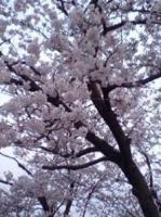 桜桜
